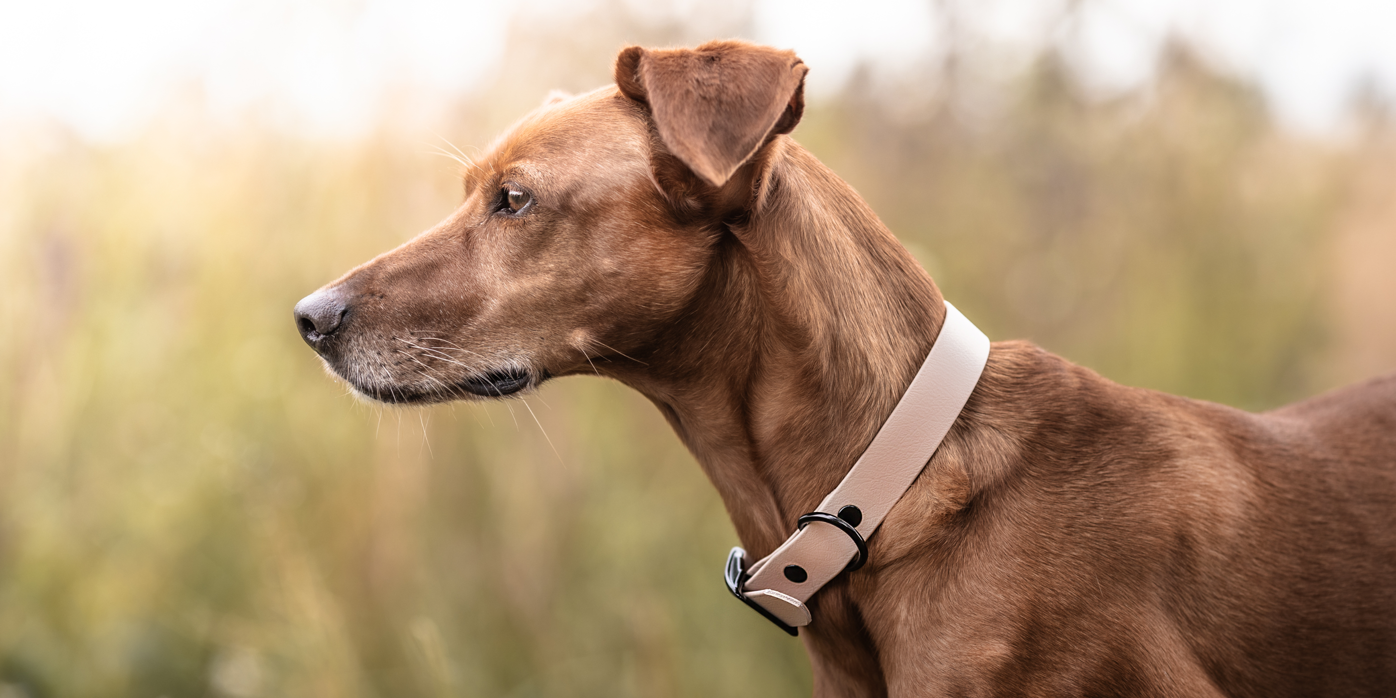 Hundehalsbänder