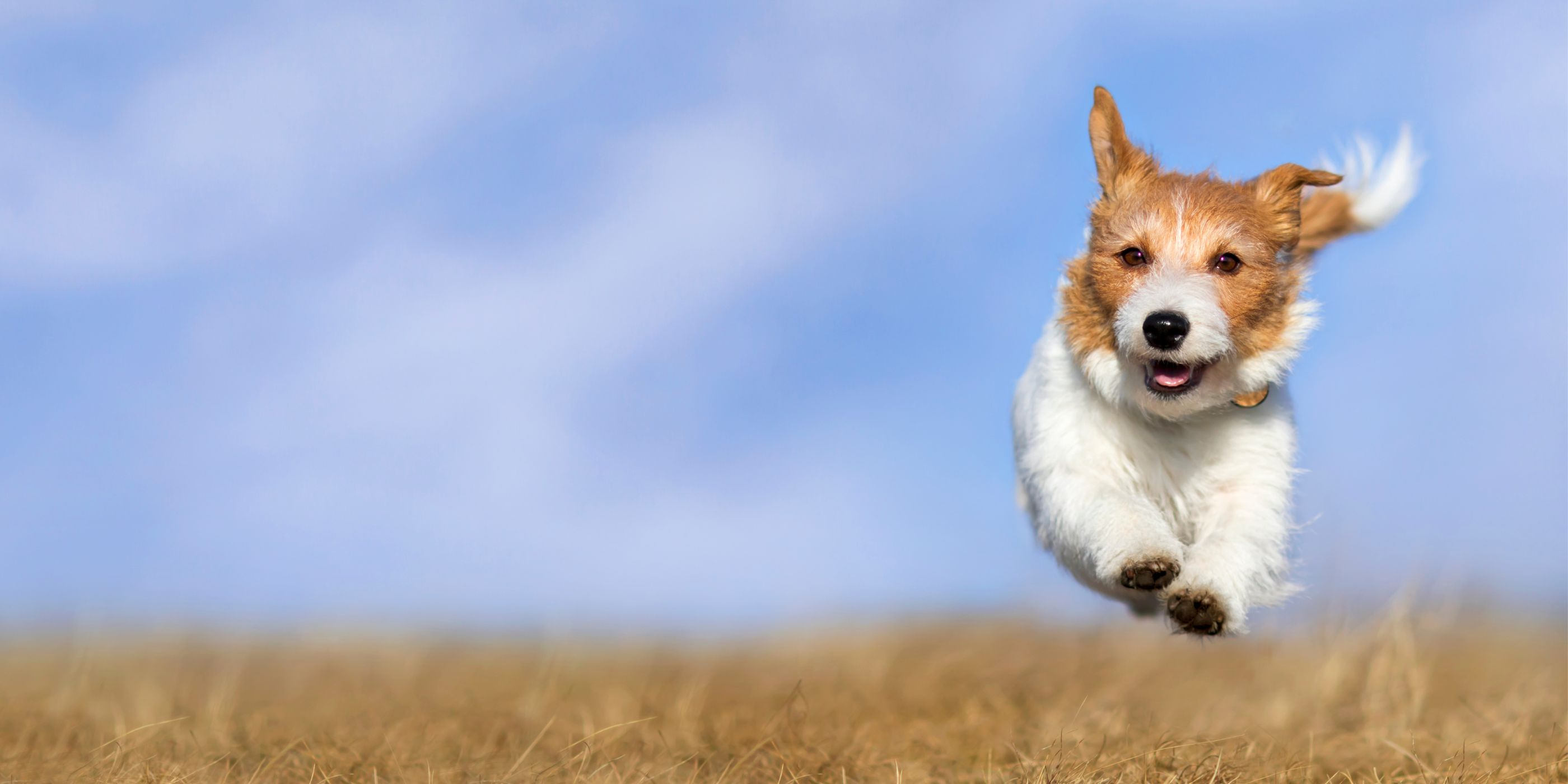 Immunsystem & Stoffwechsel