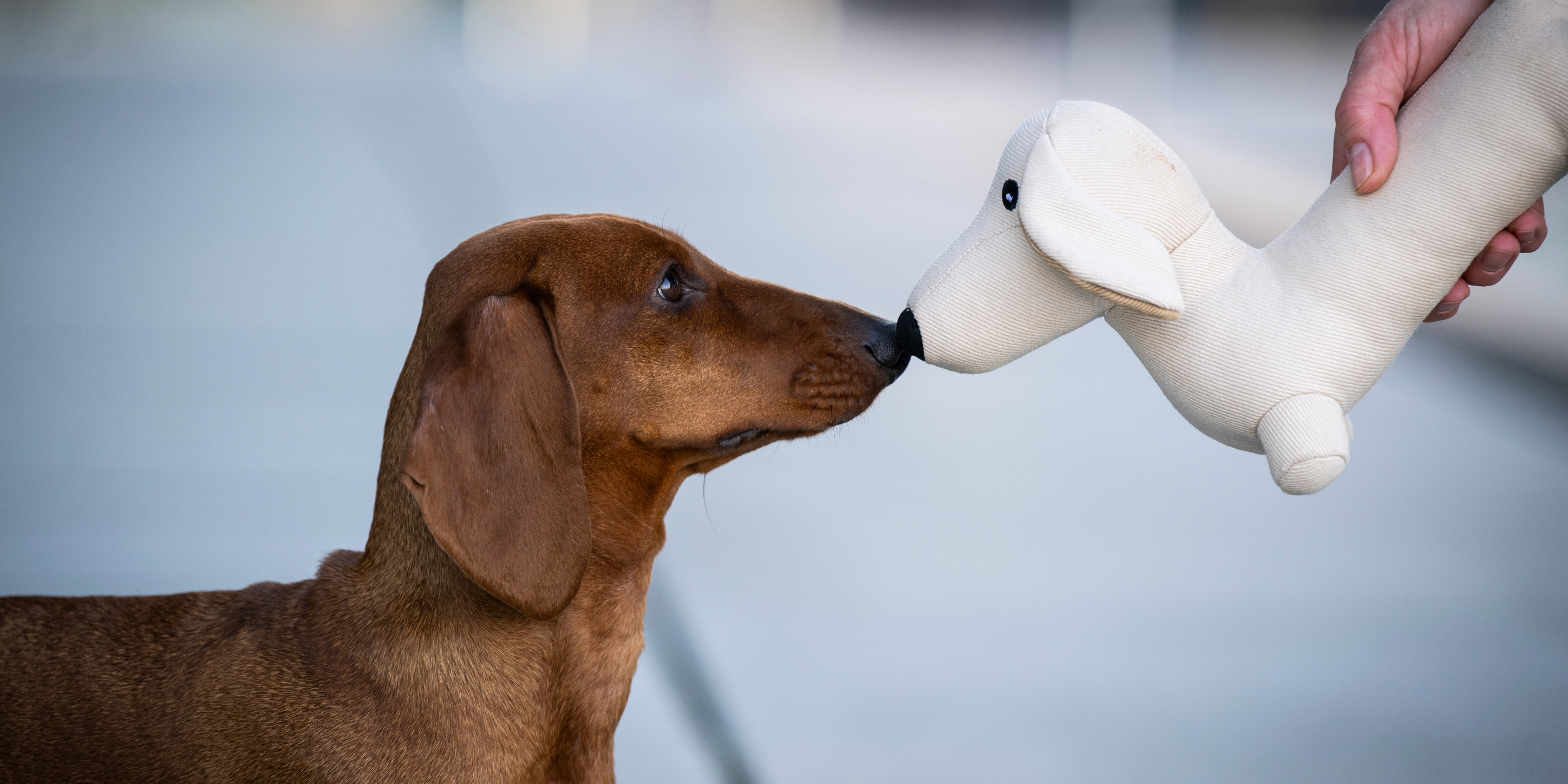WOOFSTUFF