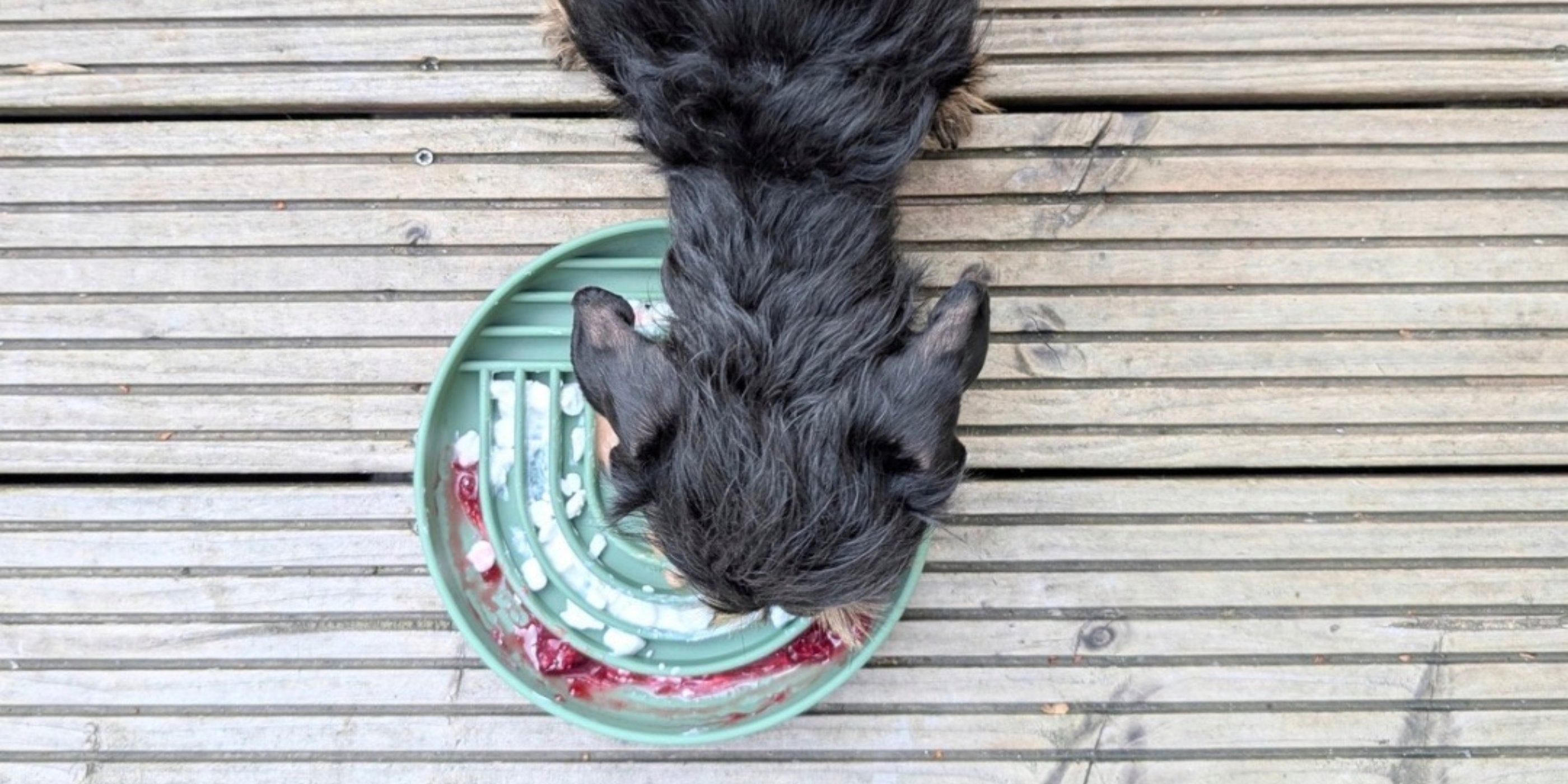 Schleckmatten und Hundeeis