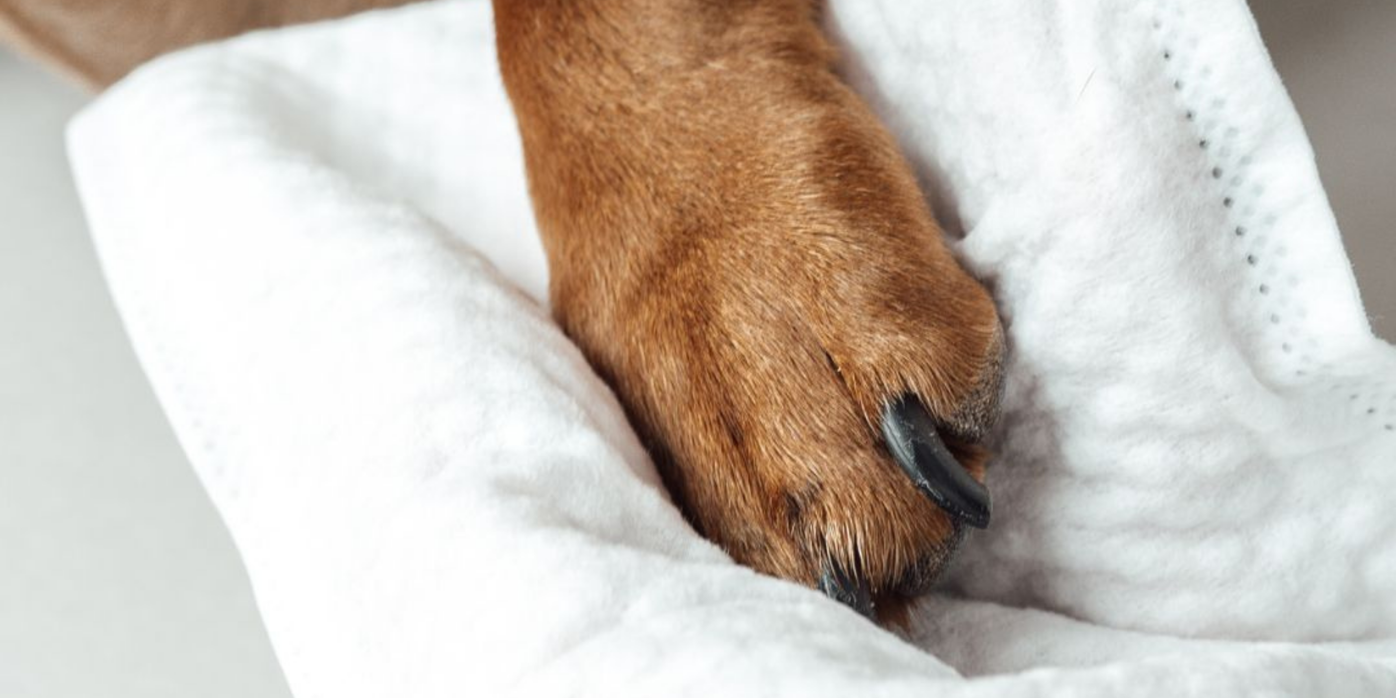 Reinigung & Desinfektion