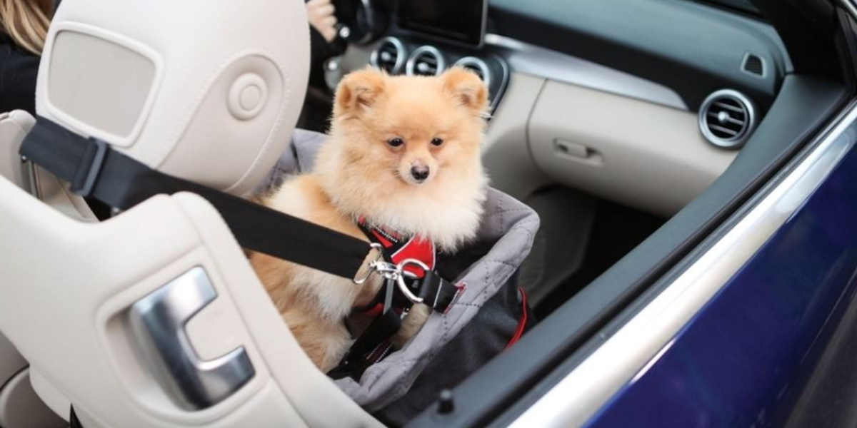 Hunde - Transport & Sicherheit – WOOFSTUFF - SHOP FOR DOGS