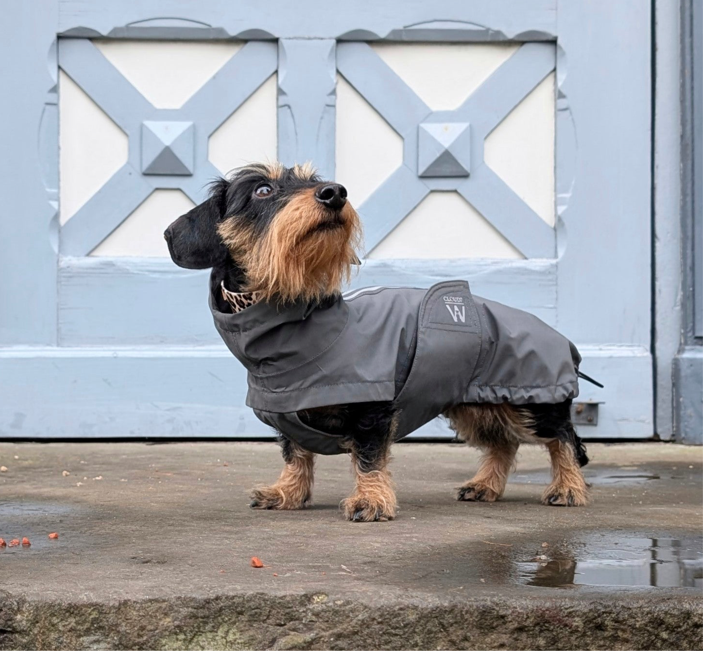 Hunderegenmantel Dackel Dublin Platinum C7 x Woofstuff