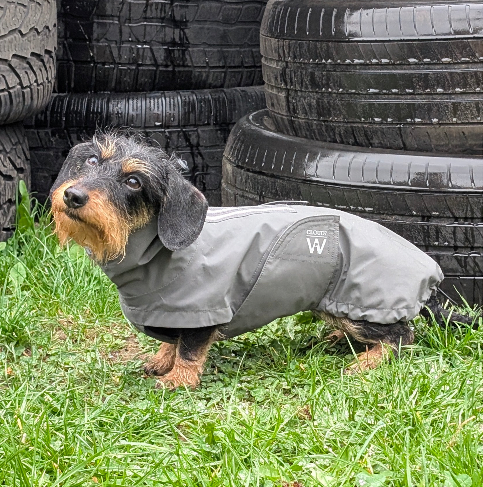 Hunderegenmantel Dackel Dublin Platinum C7 x Woofstuff