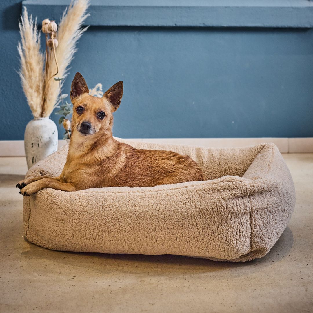 Hundebett Teddy Bouclé Ortho oder Classic Creme