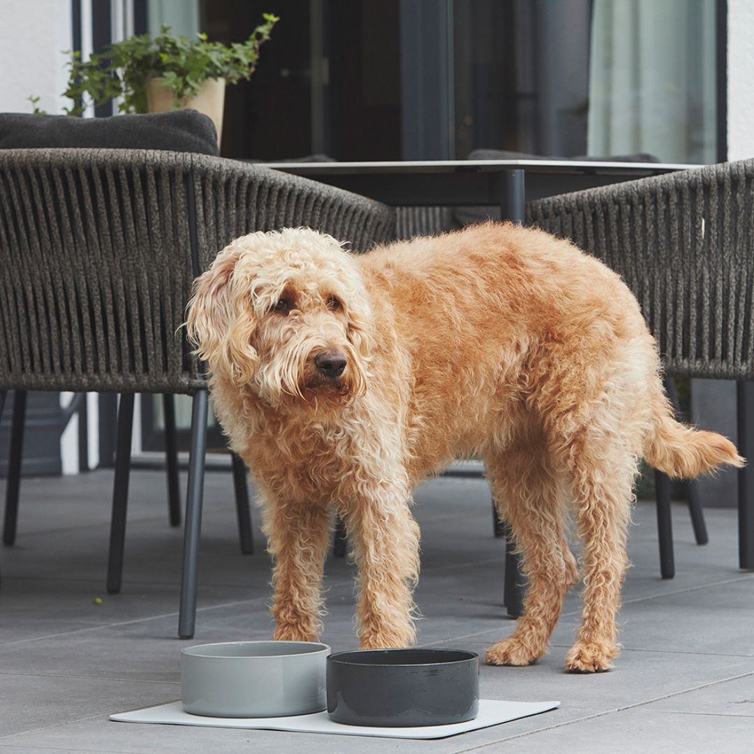 MiaCara-Hundenapf-Scodella-Graphit-Zement