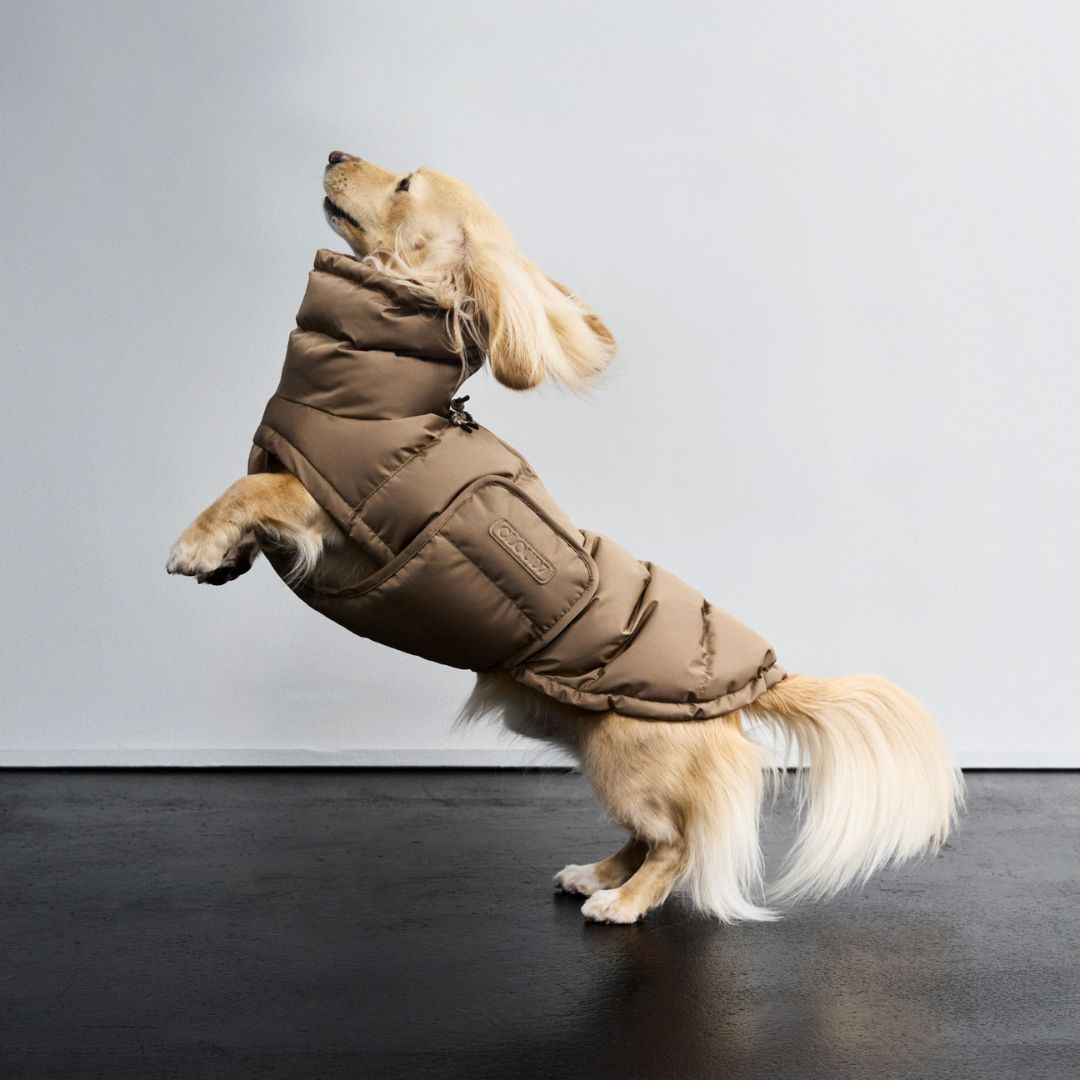 Hundemantel DACKEL Alaska Sandy Brown