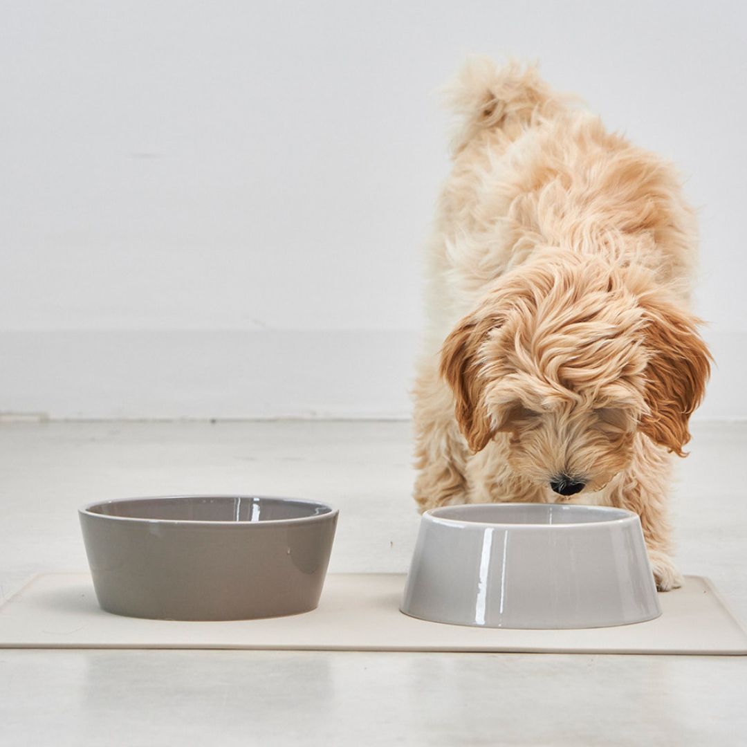 MiaCara-Hundenapf-Doppio-Nougat-Hund2