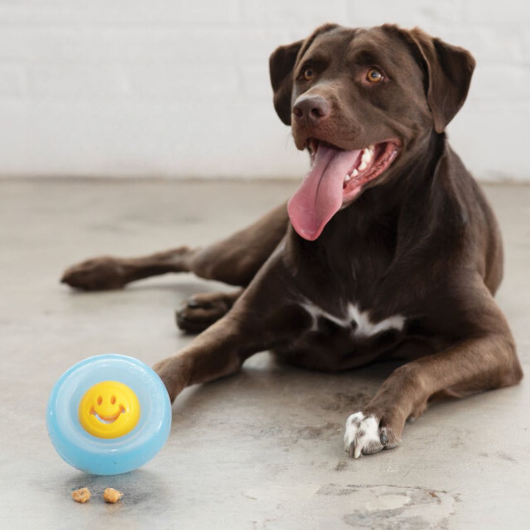 Planet-Dog-Orbee-Tuff-Nooks-Happiness-Snoop
