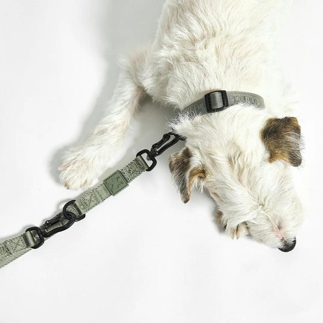 MiaCara-Hundehalsband-Modena-Grolive-Hund2