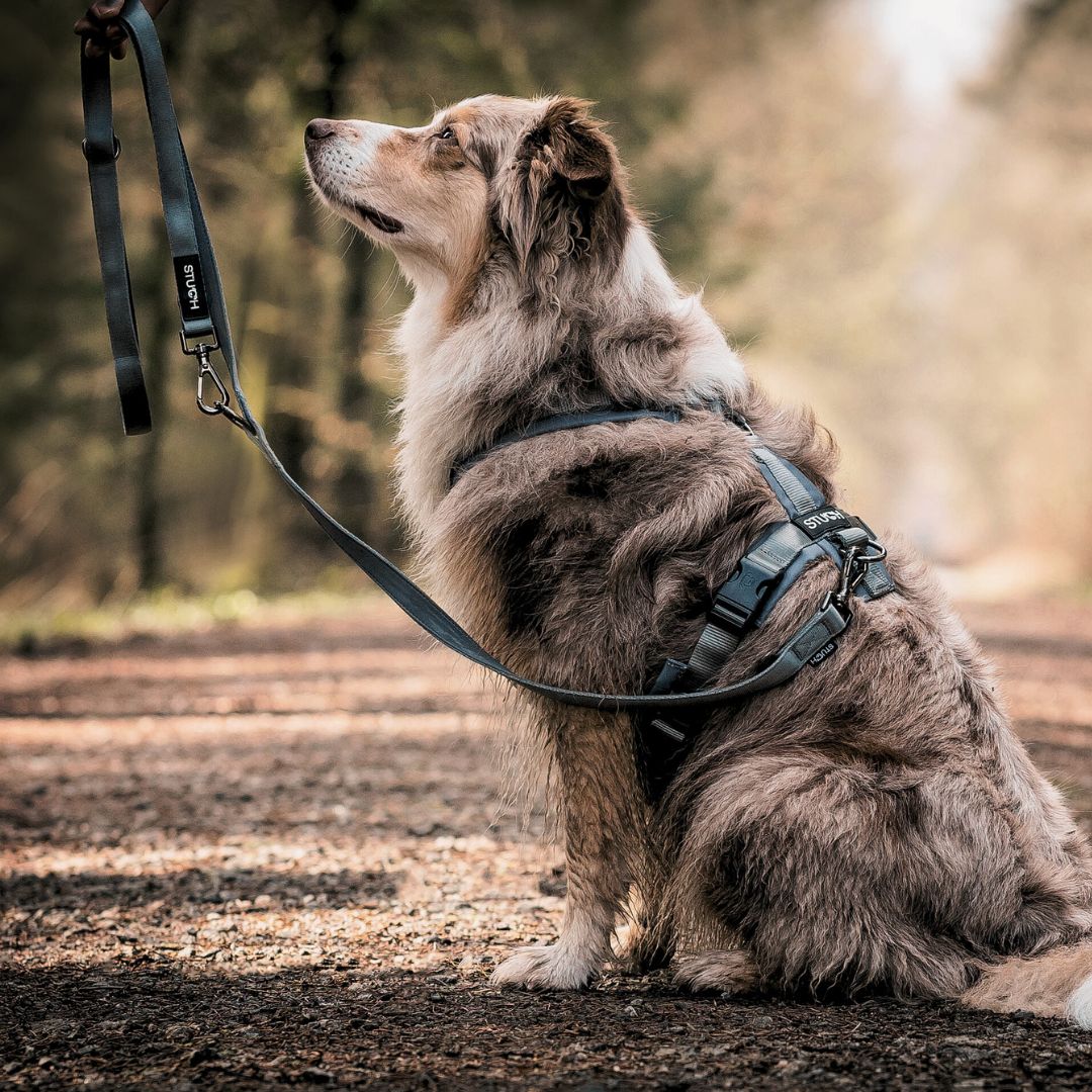 Stuch-gepolsterte-Hundegeschirr-Schwarz-Mood2