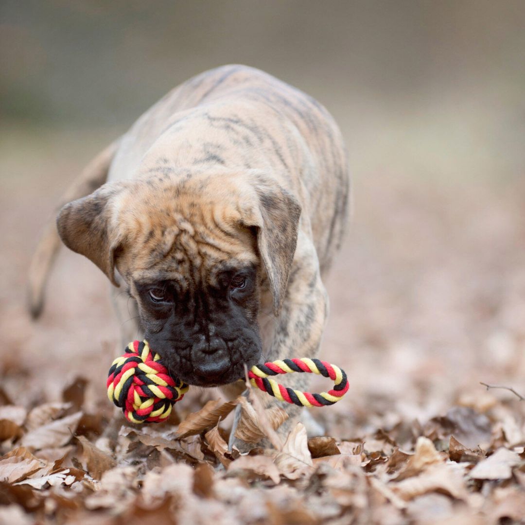 Laboni-Hundespielzeug-Tauspielzeug-National-Schleuderball-Hund3