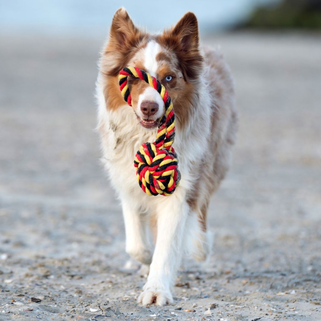 Laboni-Hundespielzeug-Tauspielzeug-National-Schleuderball-Hund2