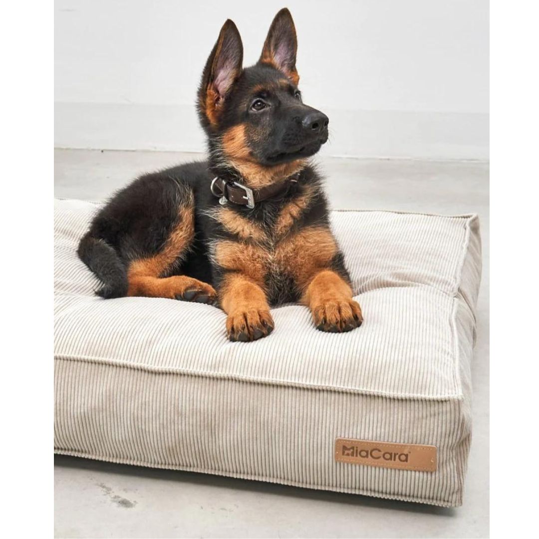 MiaCara-Hundekissen-Cordo-Greige-Hund