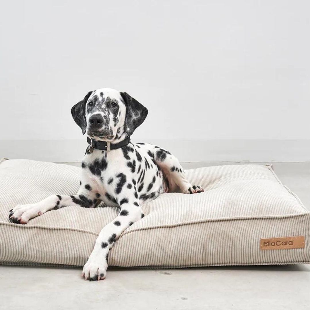 MiaCara-Hundekissen-Cordo-Greige-Large