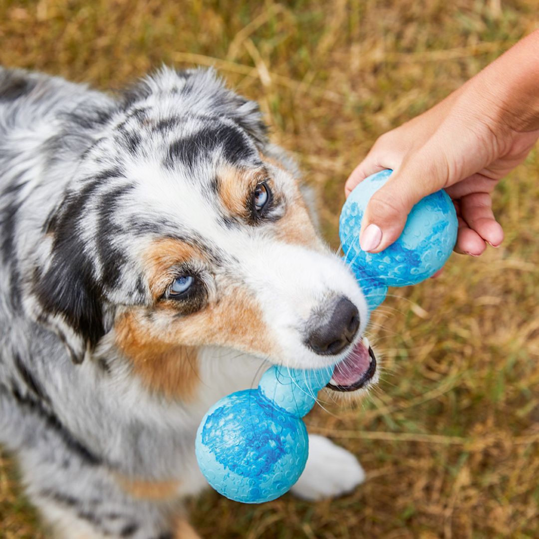 Wolters-Aqua-Fun-Gym-Aqua-Hund