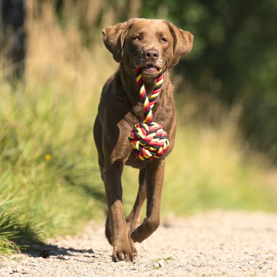 Laboni-Hundespielzeug-Tauspielzeug-National-Schleuderball-Hund2