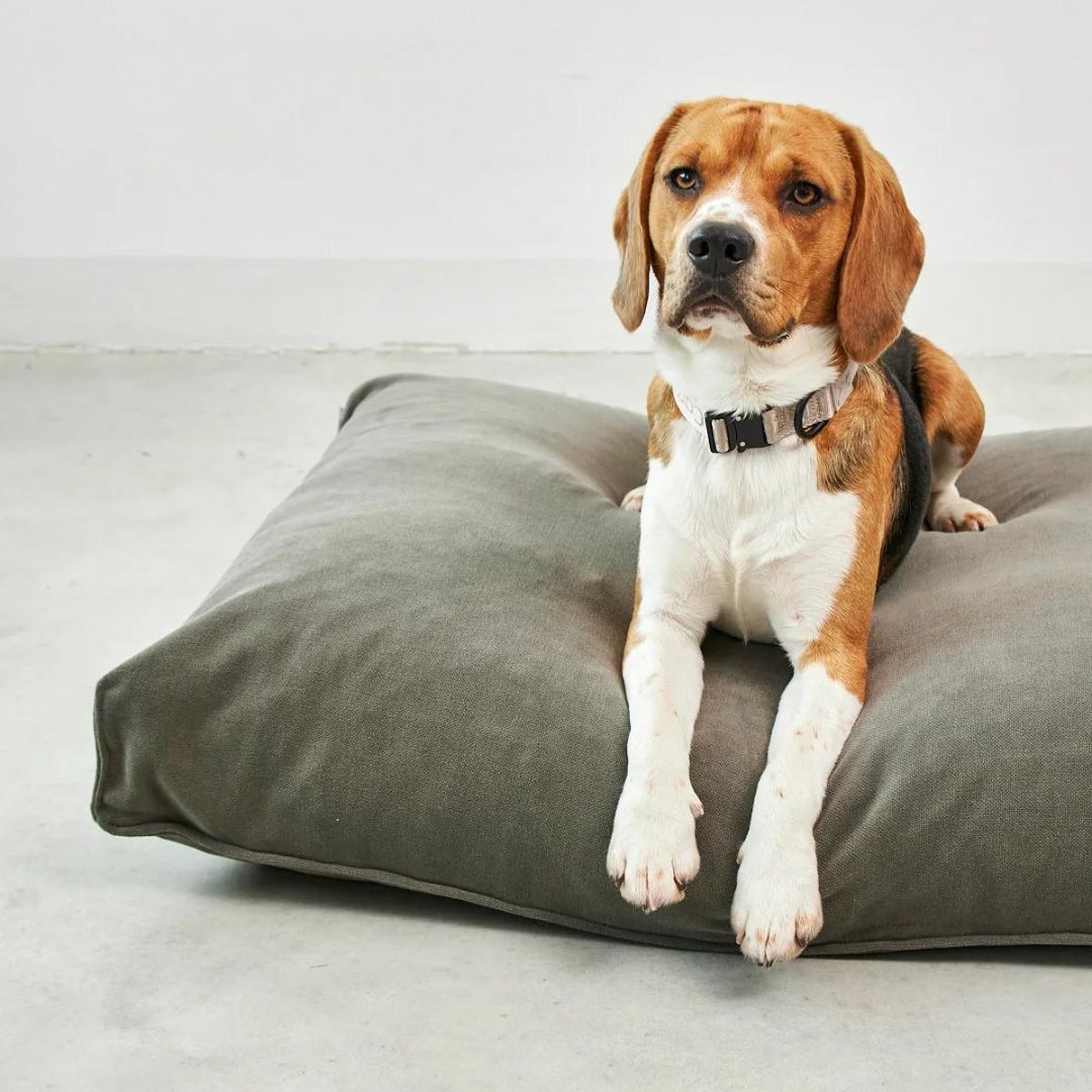 MiaCara-Hundekissen-Comodo-Salbei-Hund