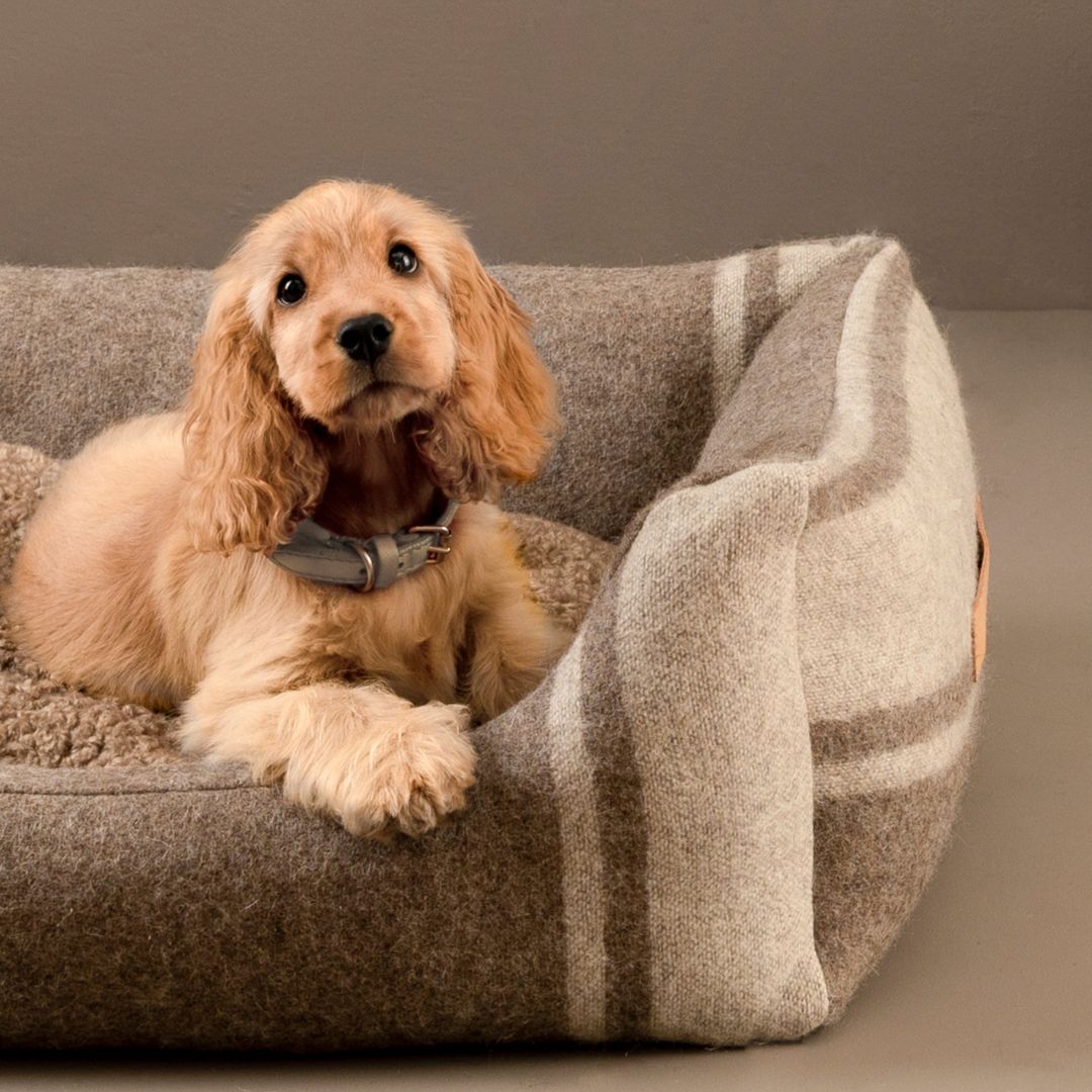 2.8-design-for-dogs-Hundebett-Henri-recycelte-Wolle-Weiß-Hund2