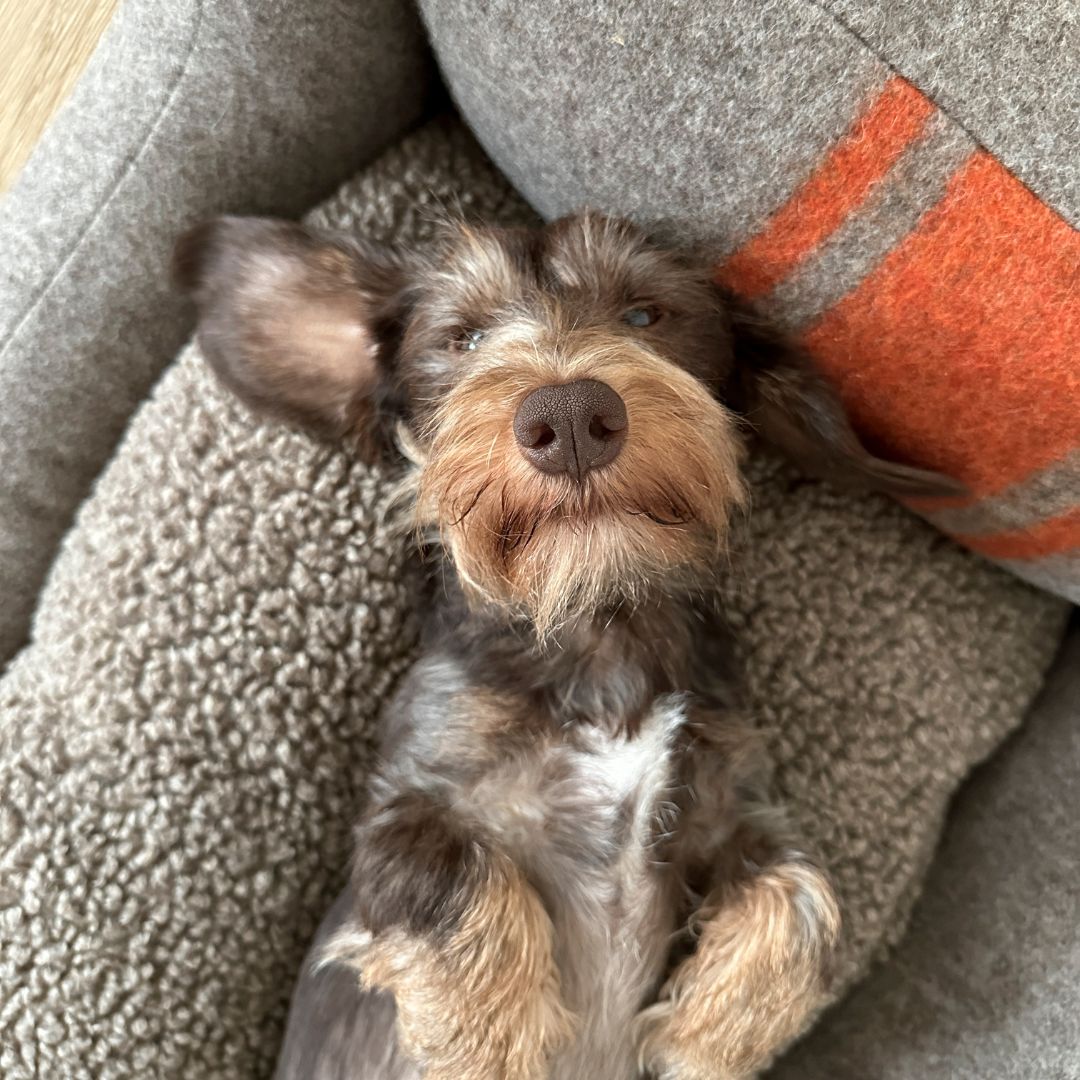 2.8-duepuntotto-Hundebett-Henri-recycelte-Wolle-Natur-Orange-Mood