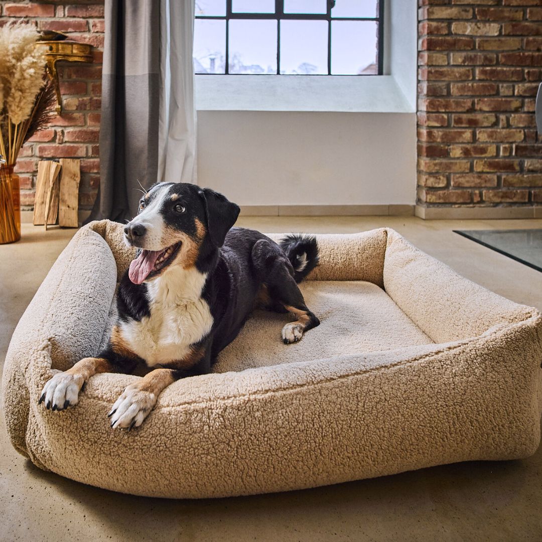 Hundebett Teddy Bouclé Ortho oder Classic Creme