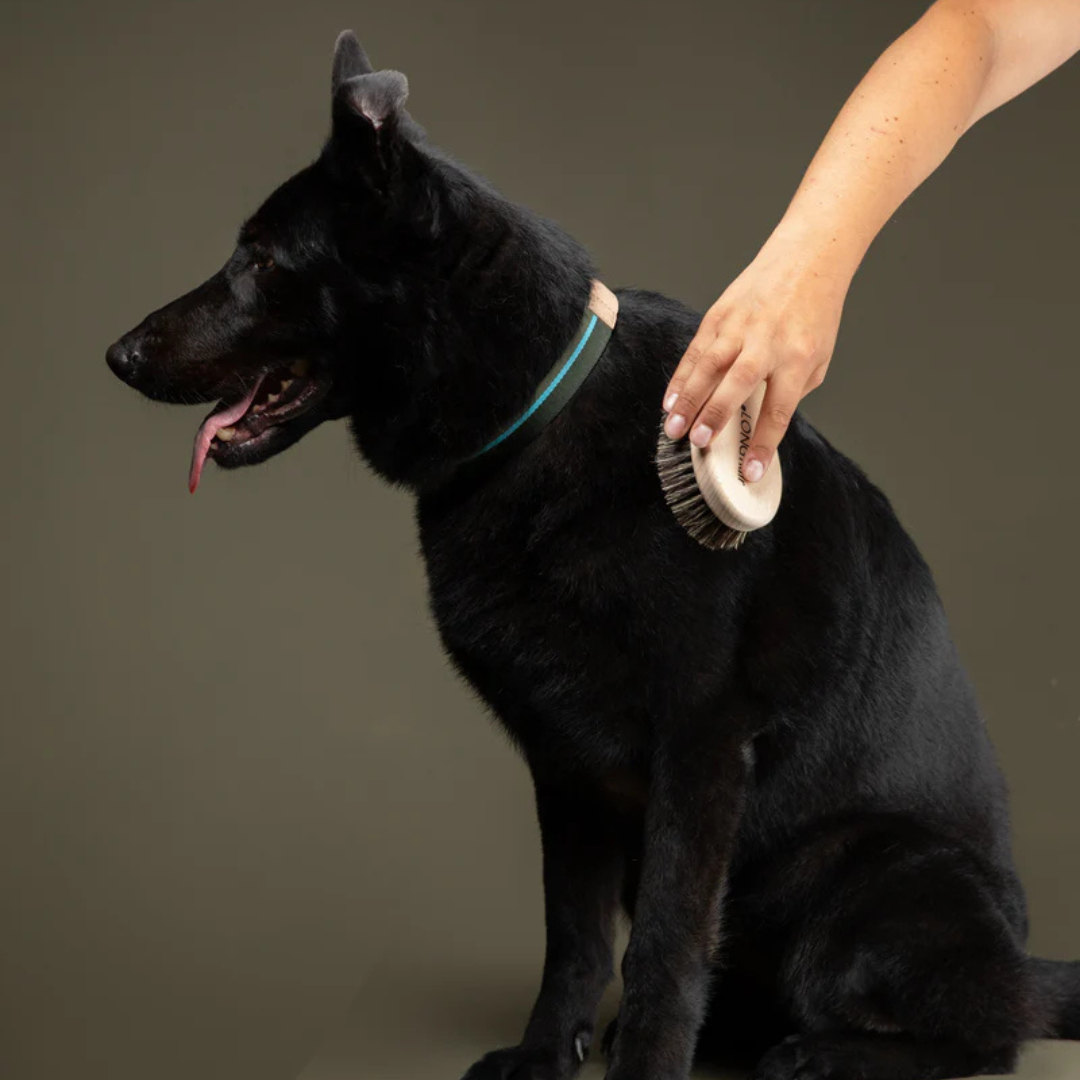 2.8-duepuntootto-Hundebürste-Lee-Mood