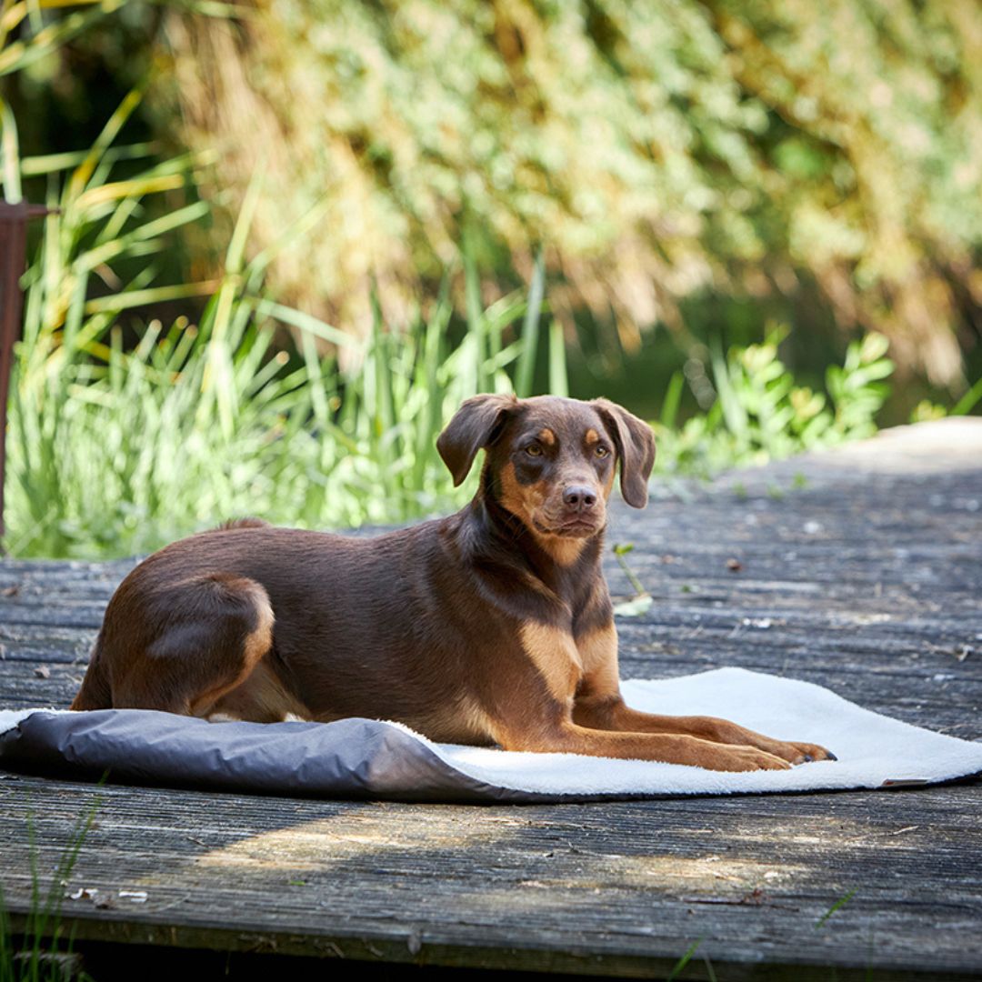 Wolters-Reisedecke-Vagabund-Schaffellimitation-Grau-Hund