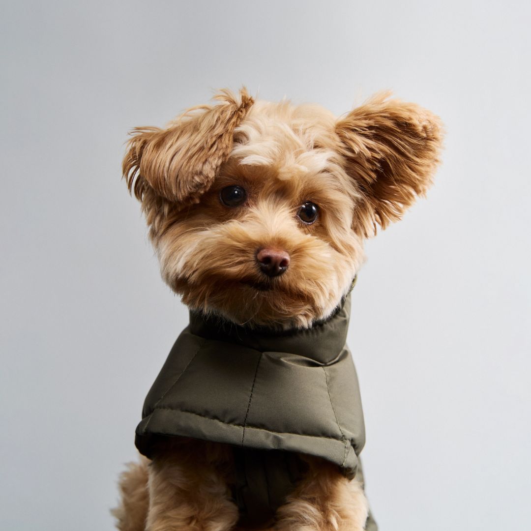 Hundemantel Alaska Light Olive