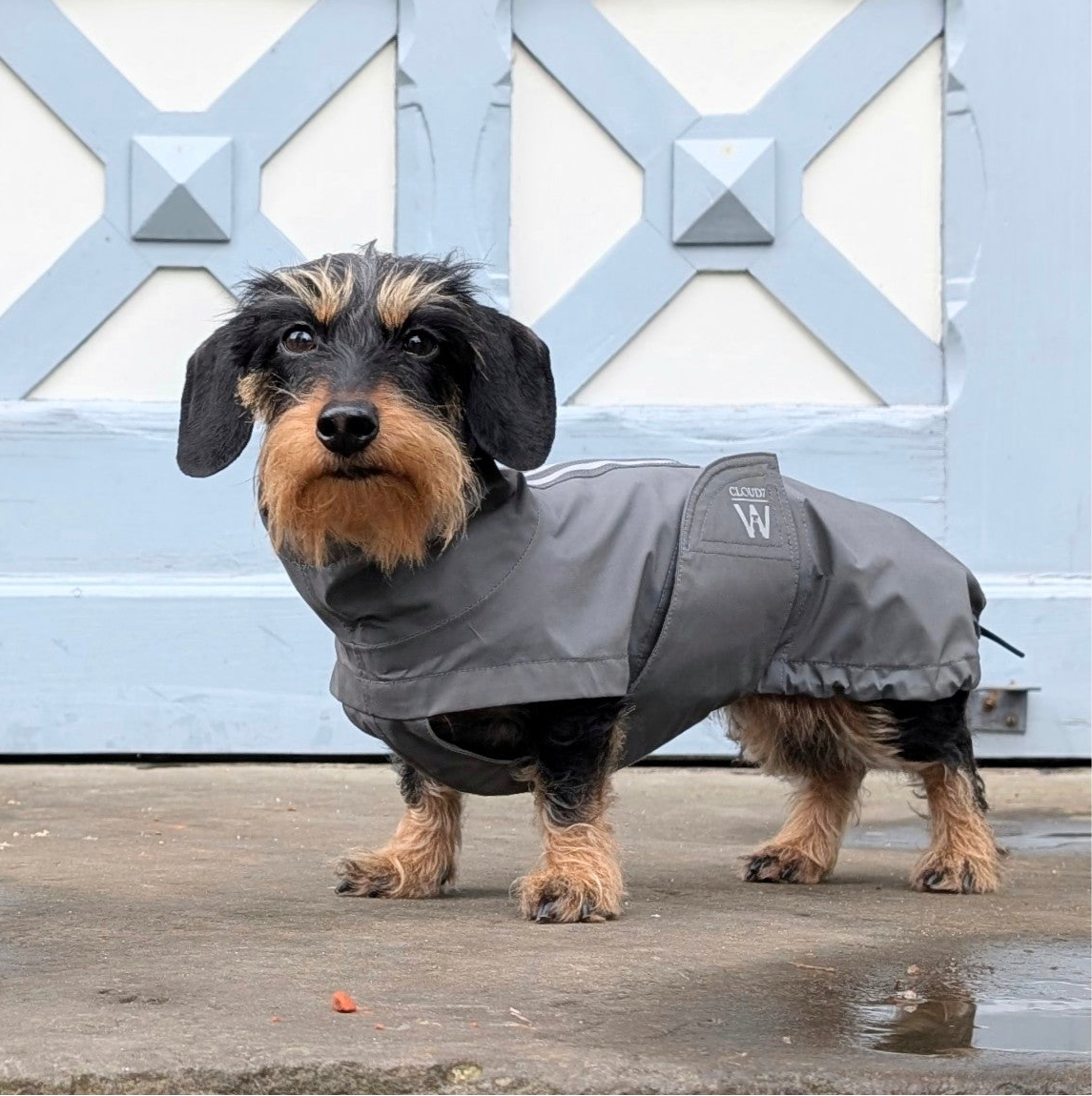 Hunderegenmantel Dackel Dublin Platinum C7 x Woofstuff