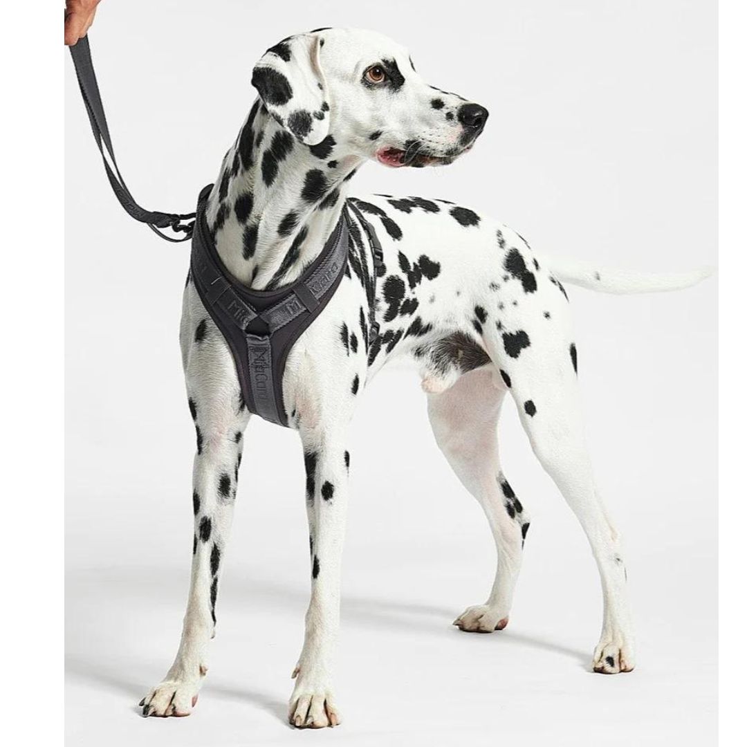 MiaCara-Modena-Hundegeschirr-Asphalt-Dalmatiner