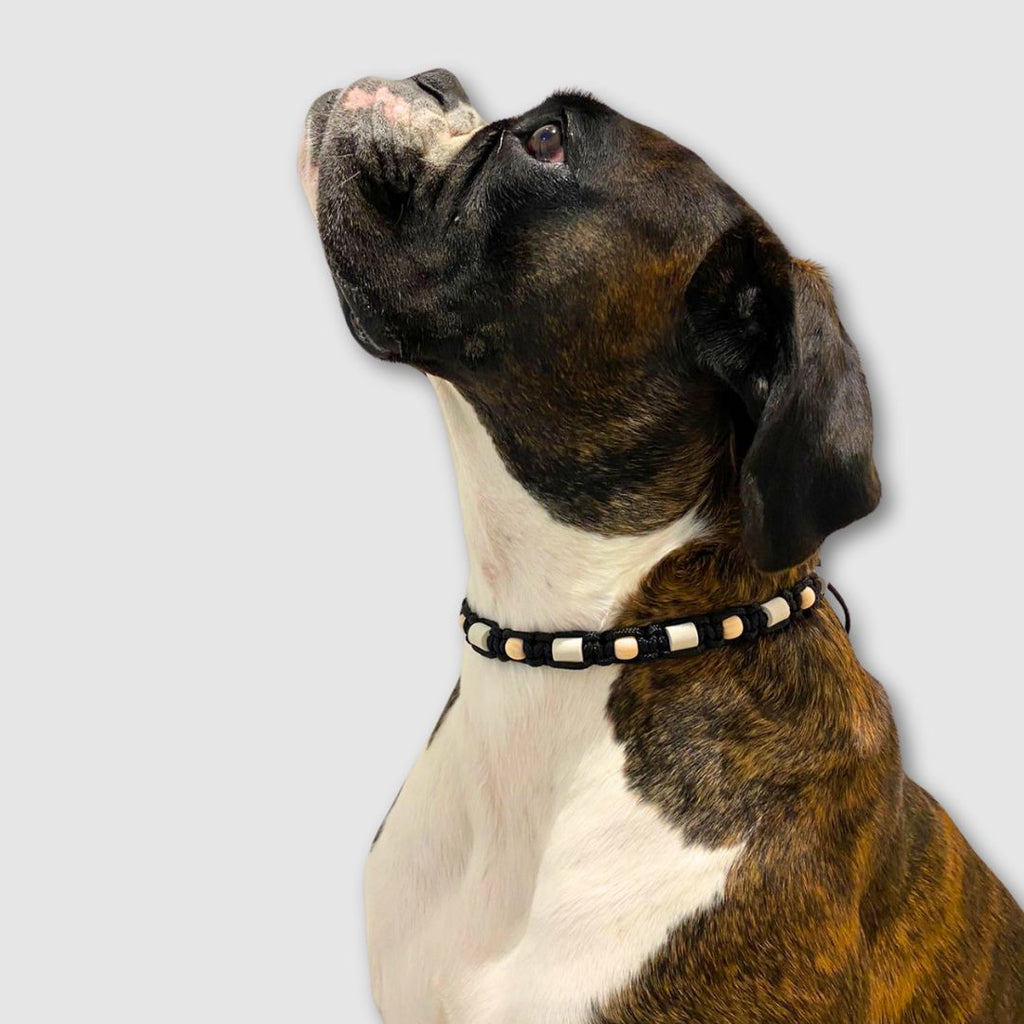 bernstein halsband hund Halsband für Hunde und Katzen aus braunem Leder und Bernstein main image 1