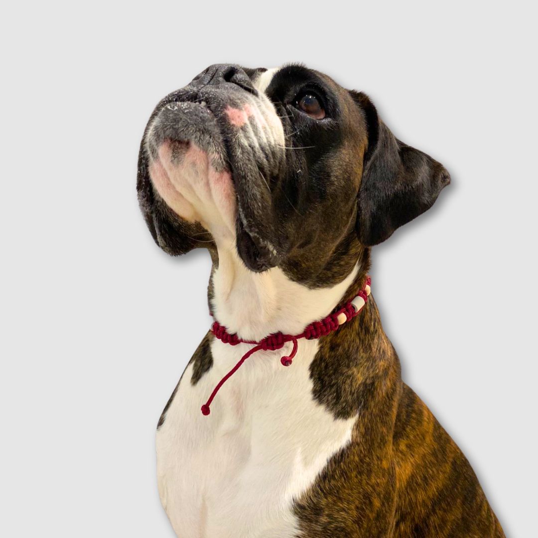 Zeckenhalsband-Zeck-EX-Burgundy-Hund2