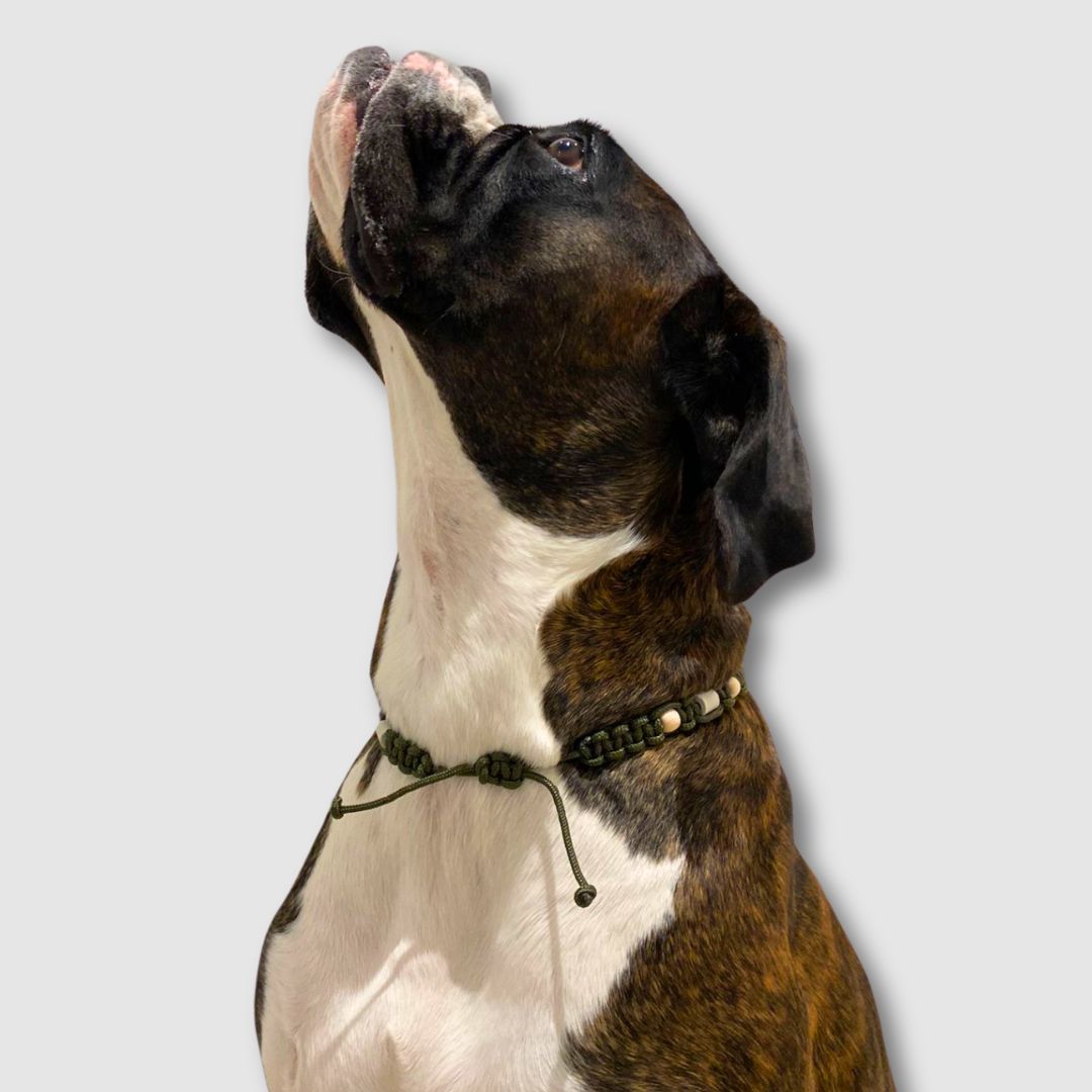 Zeckenhalsband-Zeck-EX-Olive-Hund2