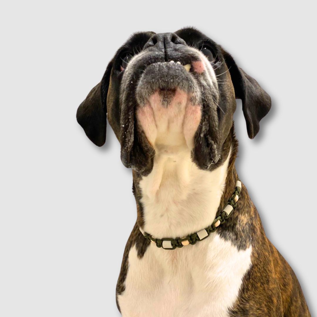 Zeckenhalsband-Zeck-EX-Olive-Hund3
