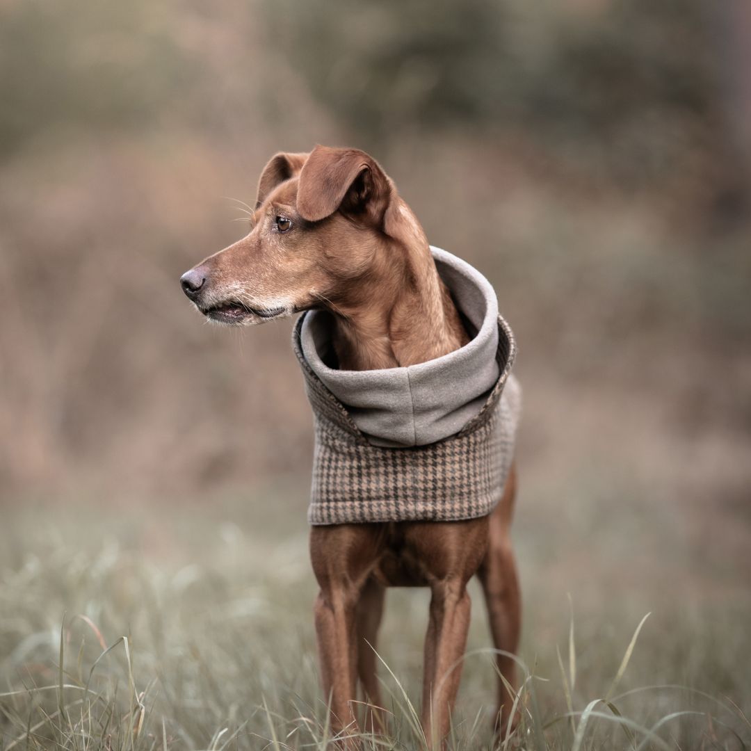 Hundemantel Brooklyn Aristo C7 x Woofstuff