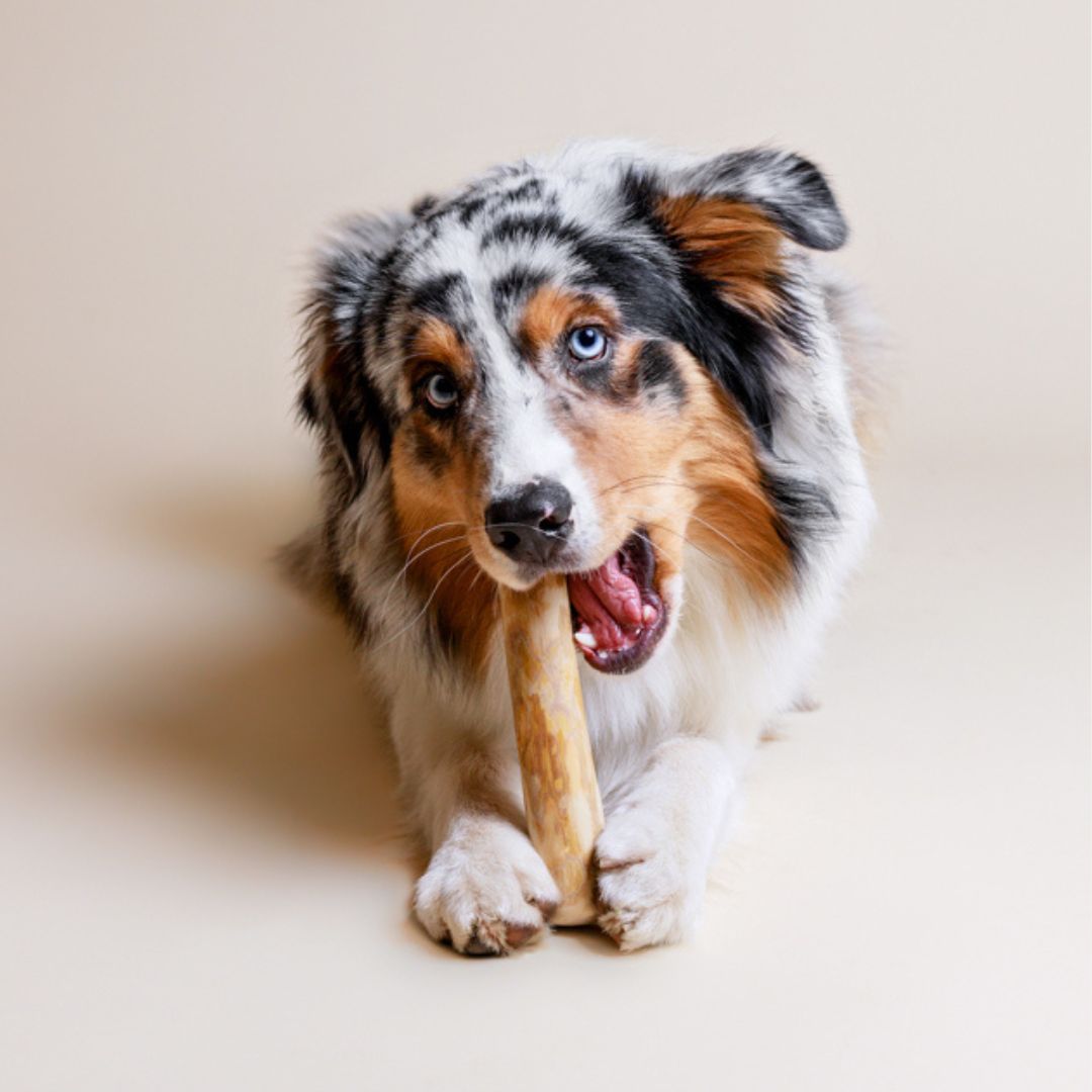 Lillabel-Kaffeeholz-Kaustick-Hund