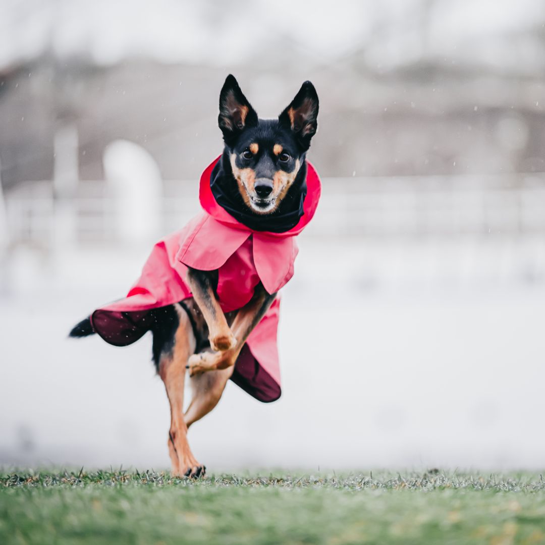 Vollreflektierender Hunderegenmantel Lite Hot Pink