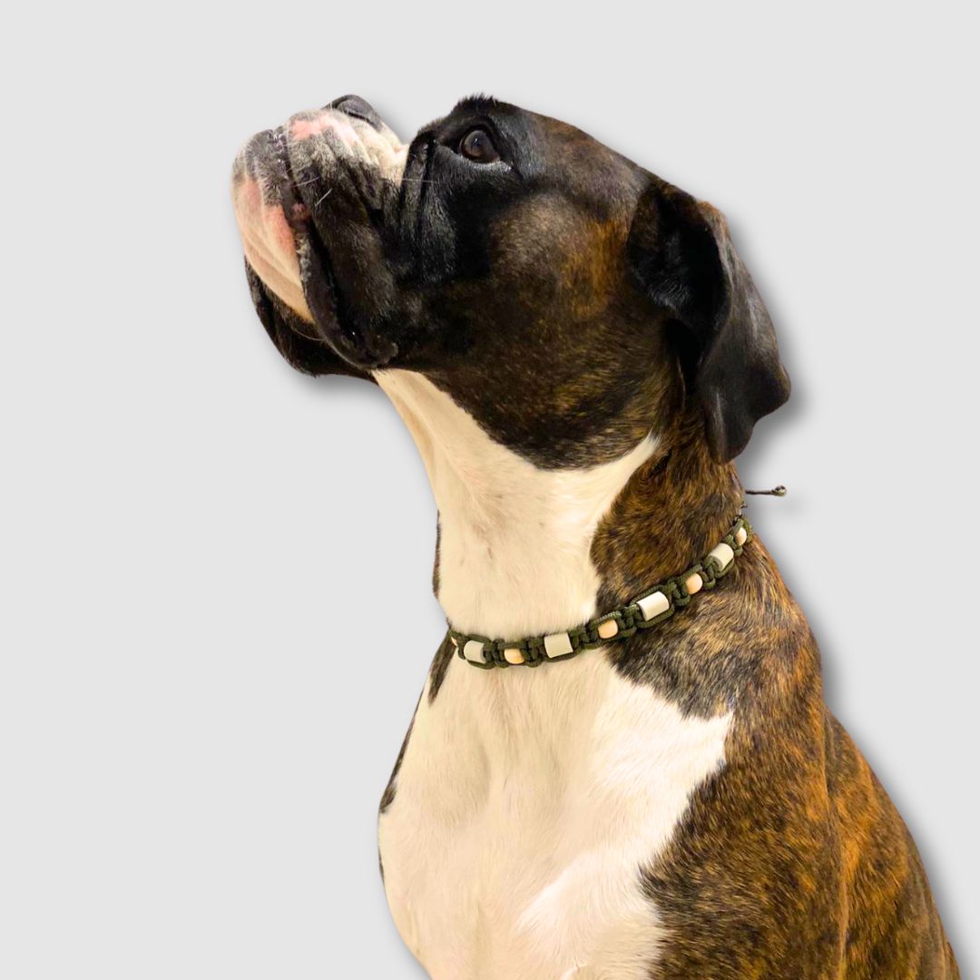 Zeckenhalsband-Zeck-EX-Olive-Hund