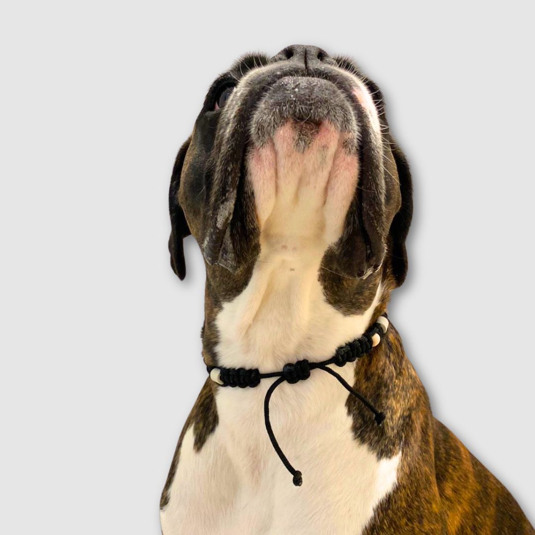 Zeckenhalsband-Zeck-EX-Black-Hund2