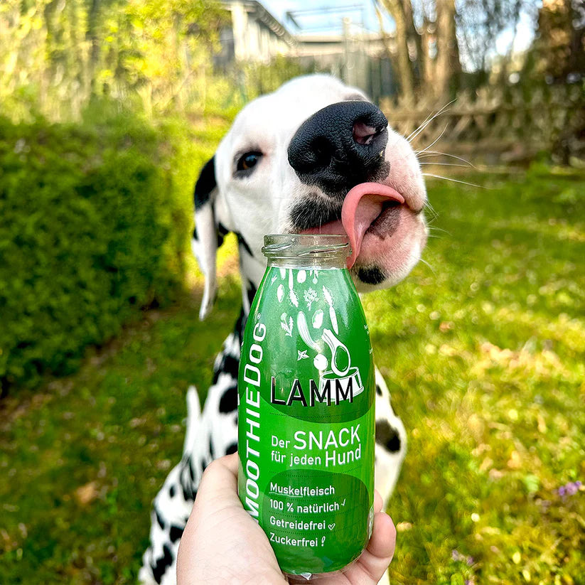 Hundesmoothie Lamm