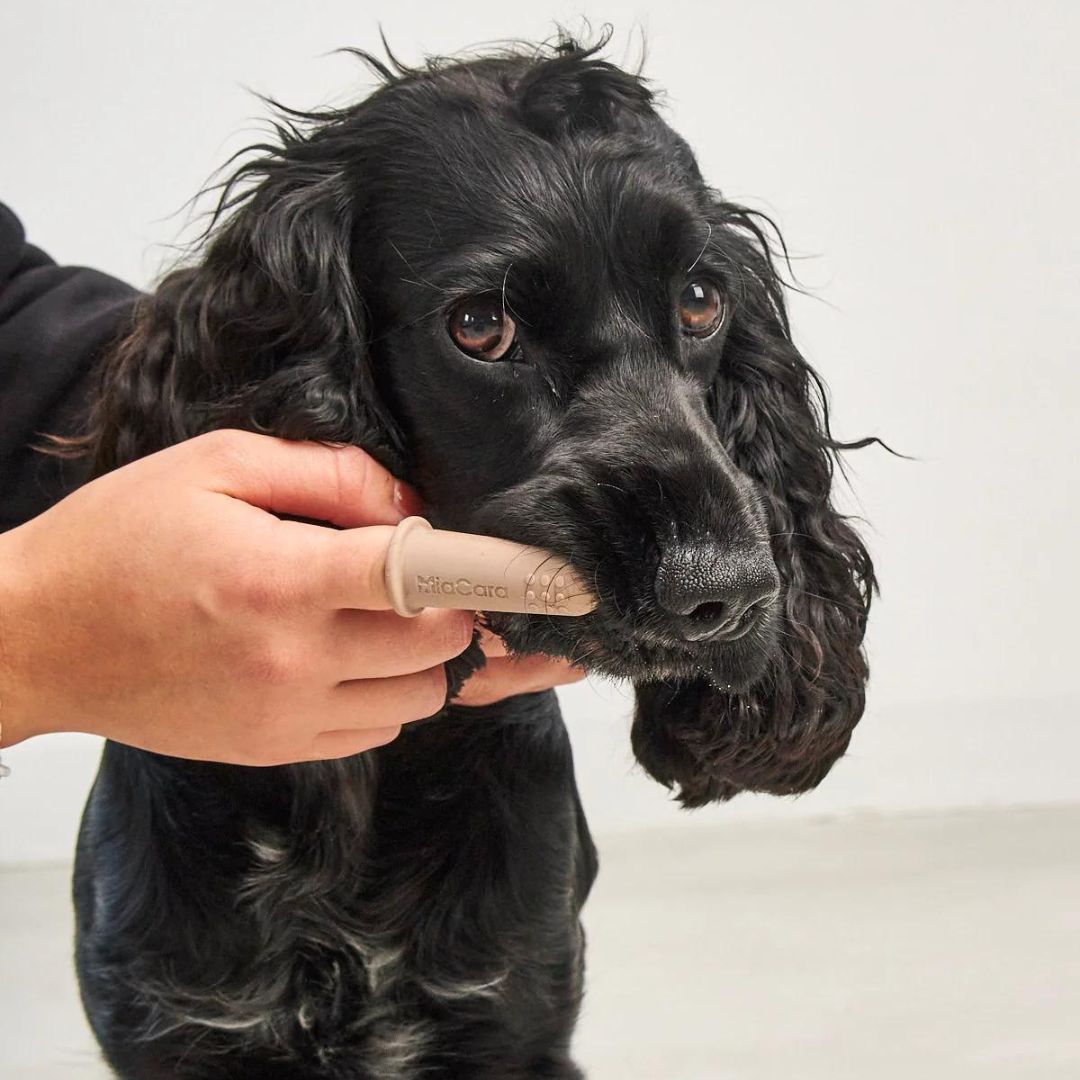MiaCara-Hundezahnbürste-Dito-Hund-Nude