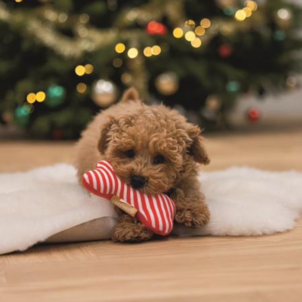 Hundespielzeug Weihnachtsknochen