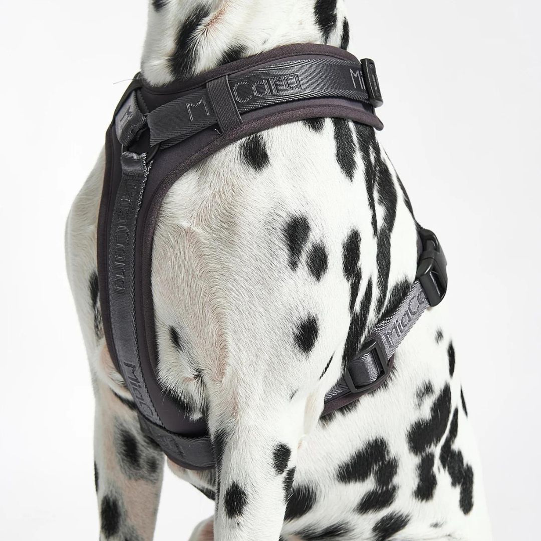 MiaCara-Modena-Hundegeschirr-Asphalt-Detail