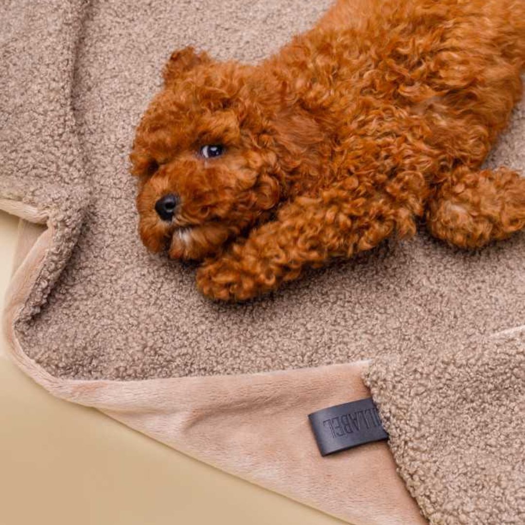 Lillabel-Hundedecke-Calm-Eco-Bouclé-Beige-Hund
