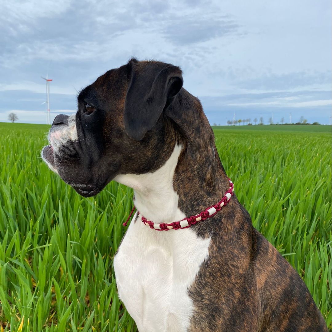 Zeckenhalsband-Zeck-EX-Burgundy-Mood2