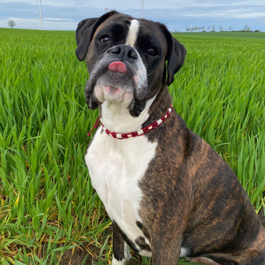 Zeckenhalsband-Zeck-EX-Burgundy-Mood