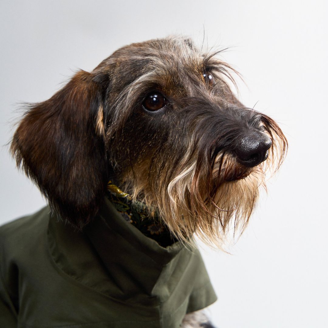 Hunderegenmantel Dackel Dublin 2.0 Dark Olive