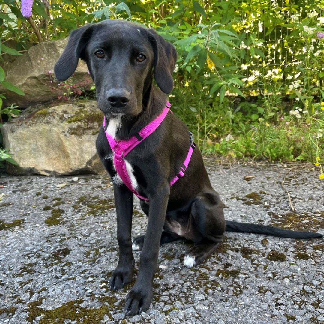 AnnyX-Hundegeschirr-Fun-Sonnenhut-Mood