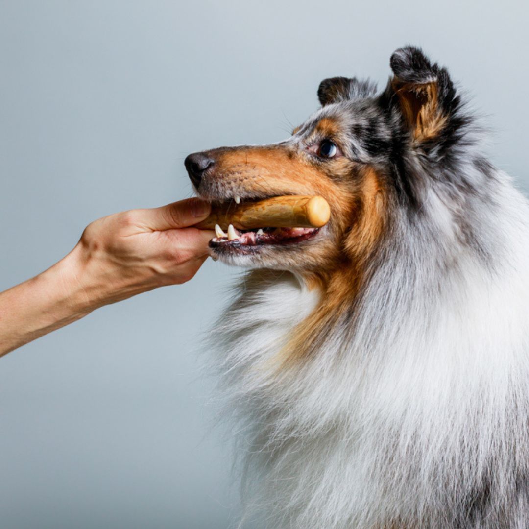 Lillabel-Kaffeeholz-Kaustick-Hund4