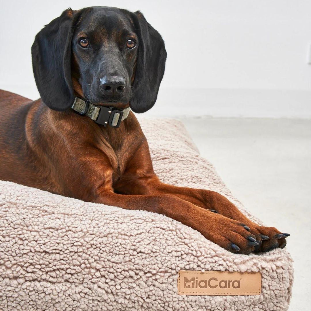 MiaCara-Hundekissen-Senso-Greige-Hund